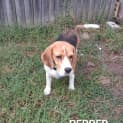 Photo of Pepper