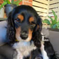 Photo of Lucy / Koda