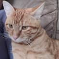 Photo of Peachy