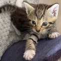 Photo of Soxy