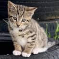 Photo of Soxy
