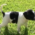 Photo of Spots