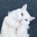 Photo of Amelia Diva
