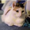 Photo of Buffy