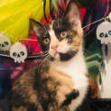 Photo of Cookie