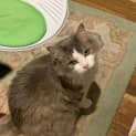 Photo of Rosie Elder Kitty