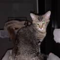 Photo of Barney