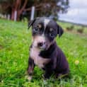 Photo of Molly