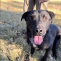 Photo of Maverick