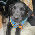 Photo of Maverick