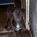 Photo of Maverick