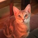 Photo of Luna