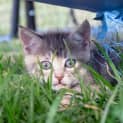 Photo of Luna