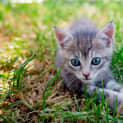 Photo of Luna