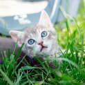 Photo of Luna
