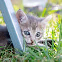Photo of Luna