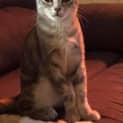 Photo of Luna