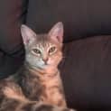 Photo of Luna