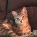 Photo of Luna