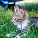 Photo of Olive