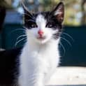 Photo of Pippie
