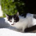 Photo of Clover