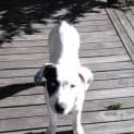 Photo of Poppet