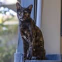 Photo of Doja