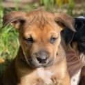 Photo of Maybelle