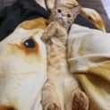 Photo of Garfield