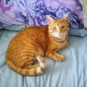 Photo of Garfield