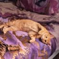 Photo of Garfield