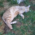 Photo of Garfield