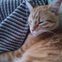 Photo of Garfield