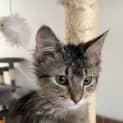 Photo of Gizmo