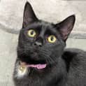 Photo of Oro