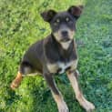 Photo of Banjo