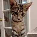 Photo of Briar