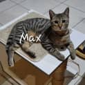 Photo of Max