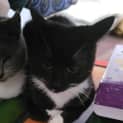 Photo of Spook