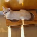 Photo of Laylah