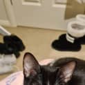 Photo of Ralphie