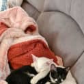 Photo of Ralphie