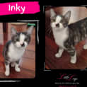 Photo of Inky