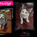 Photo of Smudge