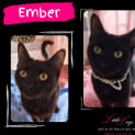 Photo of Ember