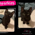Photo of Sparkles
