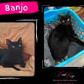 Photo of Banjo