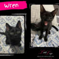 Photo of Wren