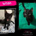 Photo of Wren